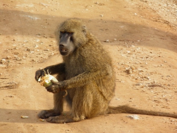 Urlaub Afrika – Bild 344 von 352