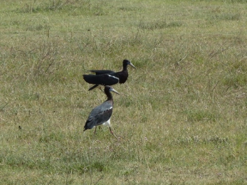 Urlaub Afrika – Bild 177 von 352