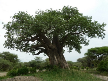 Urlaub Afrika – Bild 77 von 352