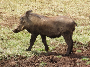 Urlaub Afrika – Bild 290 von 352