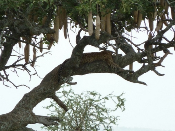 Urlaub Afrika – Bild 196 von 352