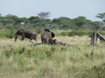 Urlaub Afrika – Bild 230 von 352