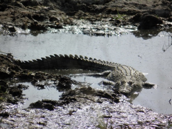 Urlaub Afrika – Bild 333 von 352