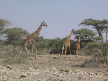 Urlaub Afrika – Bild 306 von 352