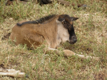 Urlaub Afrika – Bild 300 von 352