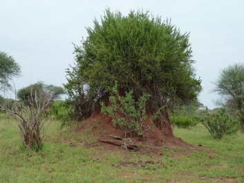 Urlaub Afrika – Bild 247 von 352