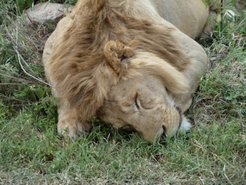 Urlaub Afrika – Bild 174 von 352