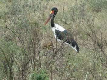 Urlaub Afrika – Bild 65 von 352