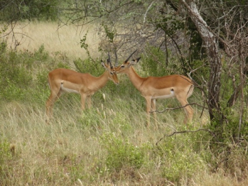 Urlaub Afrika – Bild 324 von 352