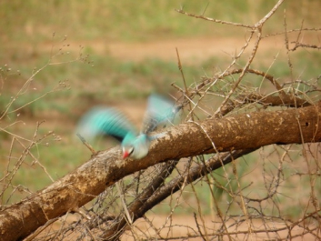 Urlaub Afrika – Bild 346 von 352